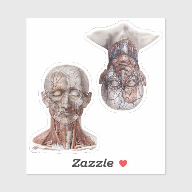 Leiter der Vintagen Anatomie Aufkleber (Blatt)