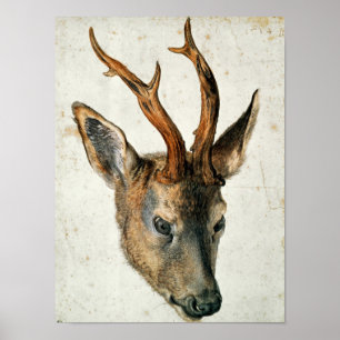 Leiter einer Roe Deer Poster