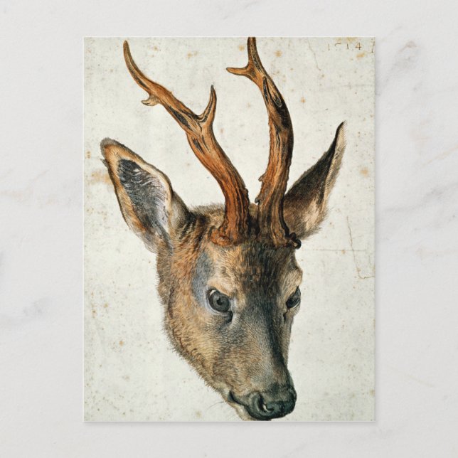 Leiter einer Roe Deer Postkarte (Vorderseite)