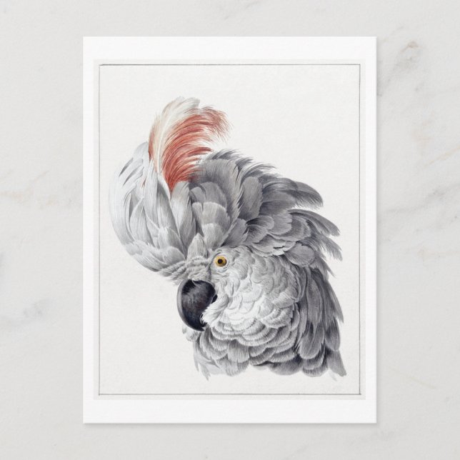 Leiter einer White Cockatoo Illustration Vintag Postkarte (Vorderseite)