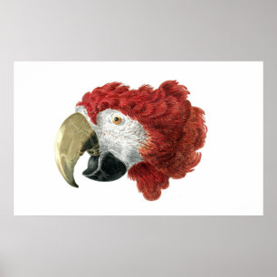 Leiter eines Ara (1725-1792) Aert Schouman Poster