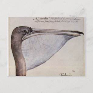 Leiter eines braunen Pelikans Postkarte