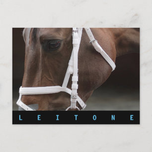 Leitone Postkarte