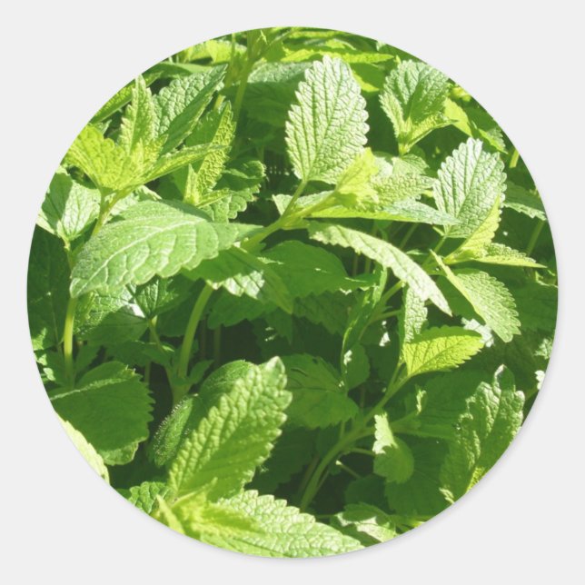 Lemon Balm Pflanze Runder Aufkleber (Vorderseite)