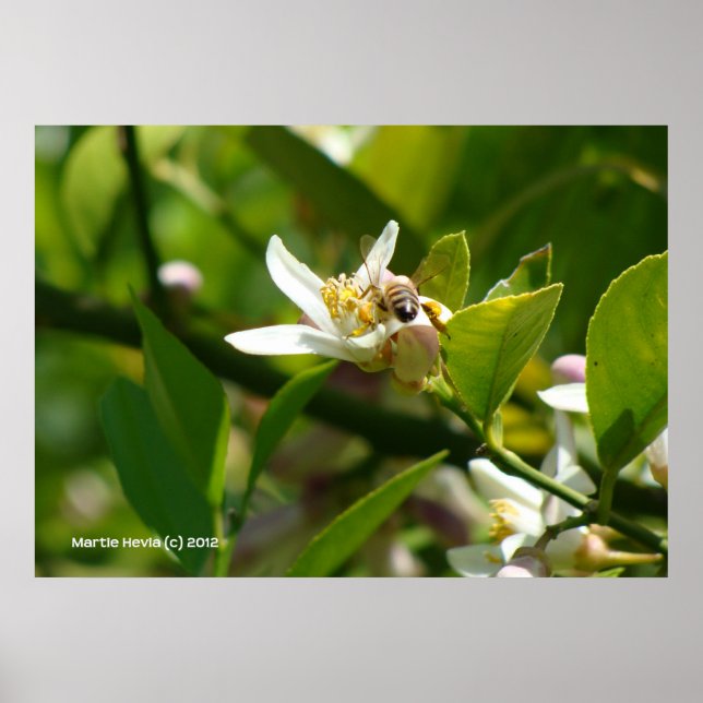 Lemon Blossom Bee (2) Poster (Vorne)