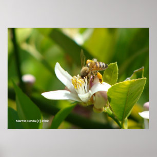 Lemon Blossom Bee (3) Poster