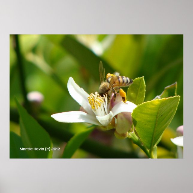 Lemon Blossom Bee (3) Poster (Vorne)