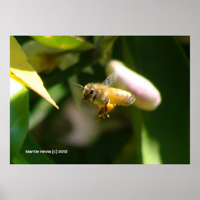 Lemon Blossom Bee (5) Poster (Vorne)