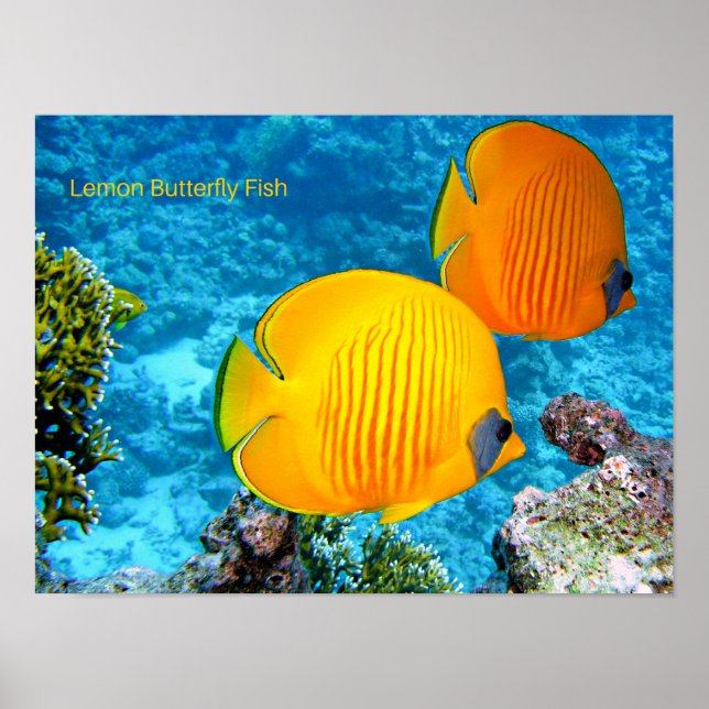 Lemon Butterfly Fisch Poster (Vorne)