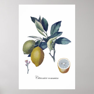 LEMON étude poster vintage botanique