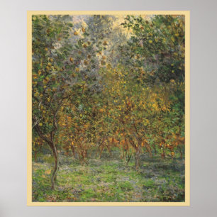 Lemon Grove in Bordighera von Claude Monet Poster