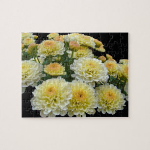 Lemon Meringue Chrysanthemums