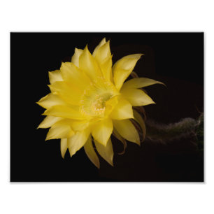Lemon Pie Cactus Blume Delight Fotodruck