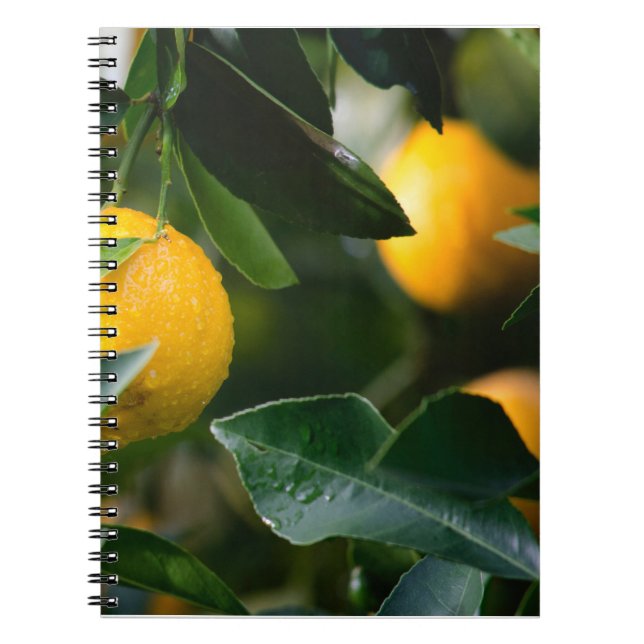 Lemon Tree Fruit Fotografy Notizblock (Vorderseite)