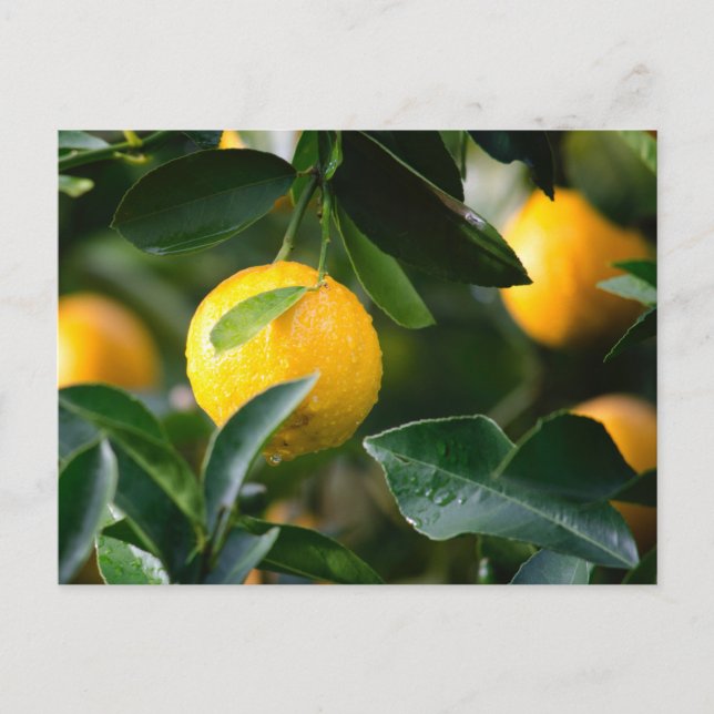 Lemon Tree Fruit Fotografy Postkarte (Vorderseite)
