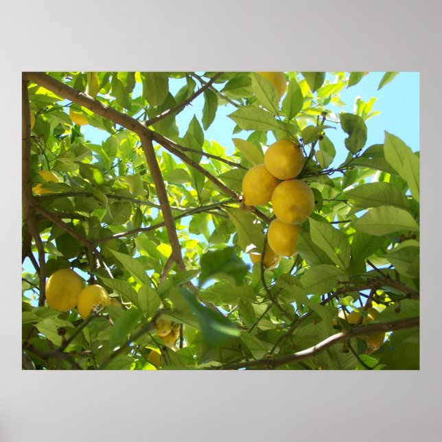 LEMON TREE POSTER (Vorne)
