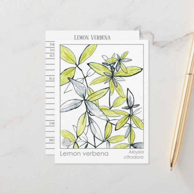 Lemon Verbena Materia Medica Herbal Flash Card Postkarte (Vorderseite/Rückseite Beispiel)