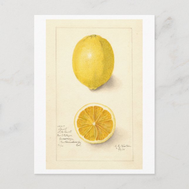 Lemon Vintag Botanische Illustration Postkarte (Vorderseite)