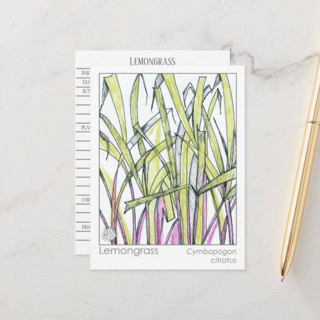 Lemongrass Herb Materia Medica Wissenskarte Postkarte (Vorderseite/Rückseite Beispiel)