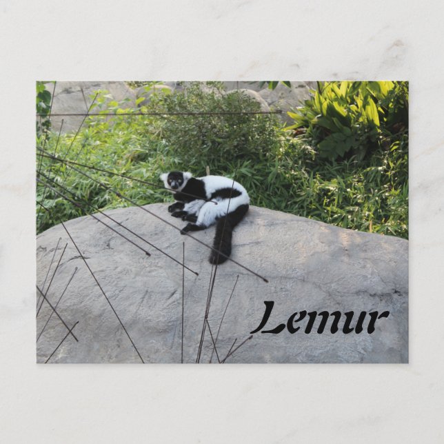 Lemur # 2 postkarte (Vorderseite)