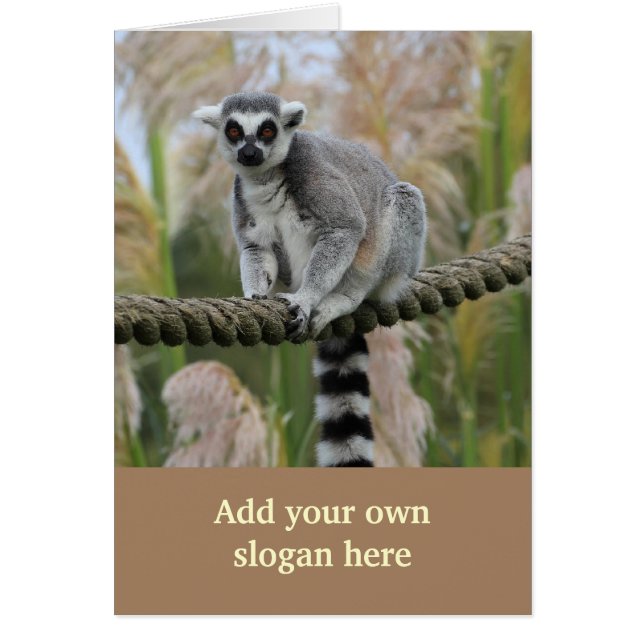 Lemur auf dem Seil-Foto, zum sich besonders (Vorne)