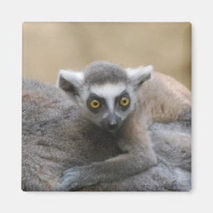 Lemur-Baby-Magnet Magnet
