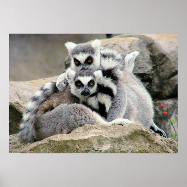 Lemur Cuddles Poster (Vorne)