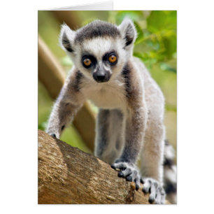 Lemur de bébé
