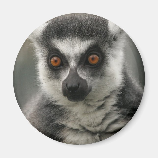 Lemur Face Magnet (Vorne)