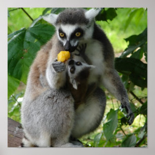 Lemur-Foto-Druck Poster