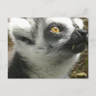 Lemur Foto Postcard Postkarte