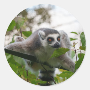 Lemur im Freien Runder Aufkleber