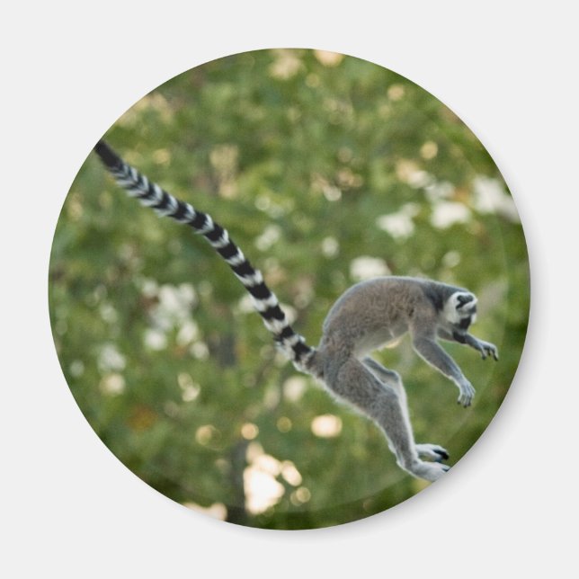 Lemur Jump Magnet (Vorne)