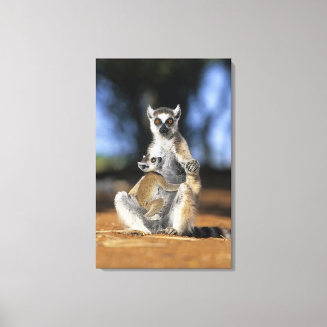 Lemur, (Lemur catta), Mutter und Leinwanddruck (Vorderseite)