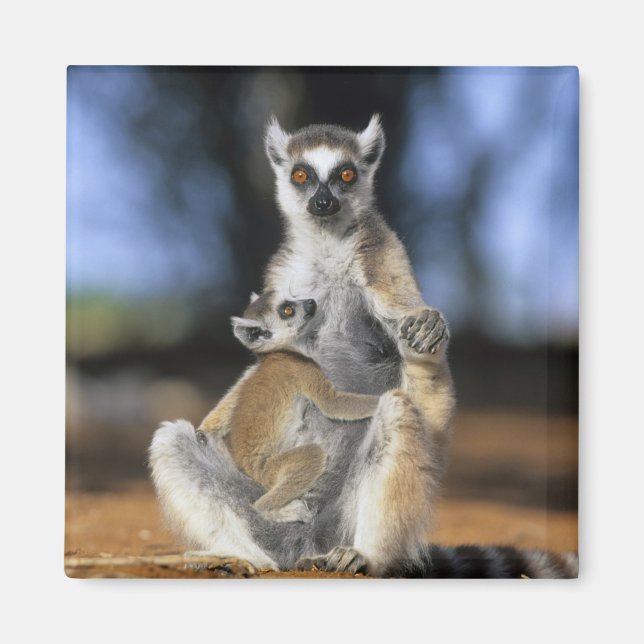 Lemur, (Lemur catta), Mutter und Magnet (Vorne)