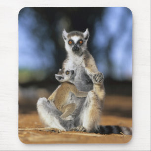 Lemur, (Lemur catta), Mutter und Mousepad