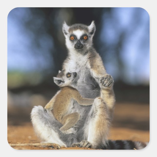 Lemur, (Lemur catta), Mutter und Quadratischer Aufkleber (Vorderseite)