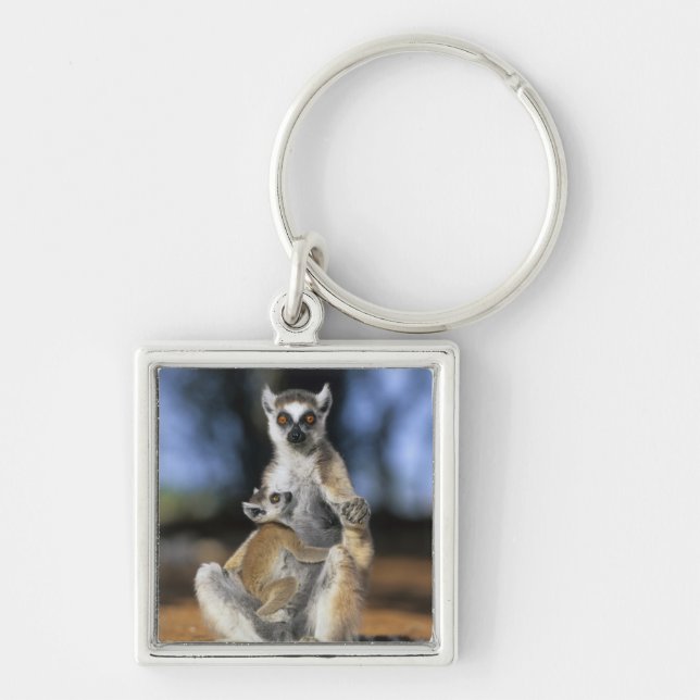Lemur, (Lemur catta), Mutter und Schlüsselanhänger (Vorne)