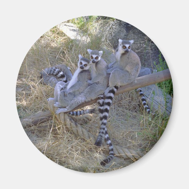 Lemur Line Magnet (Vorne)