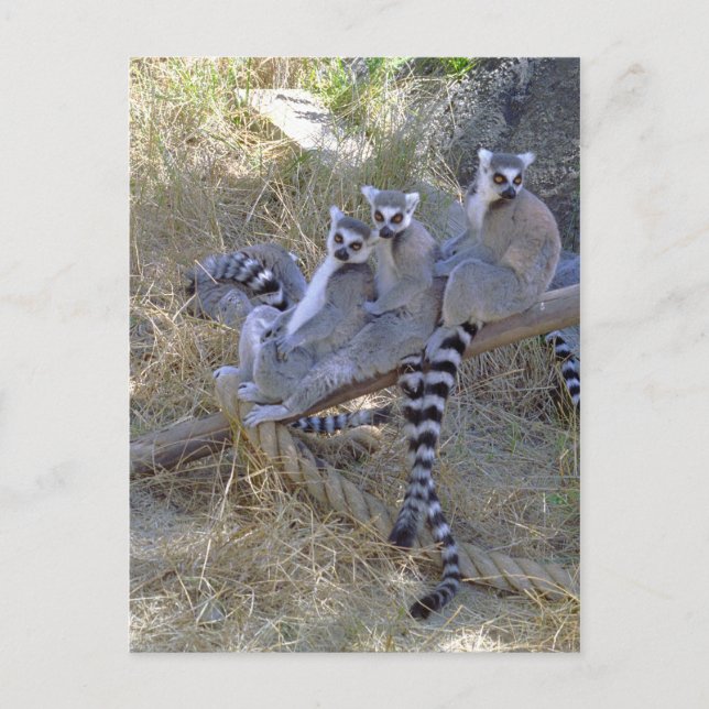 Lemur Line Postkarte (Vorderseite)