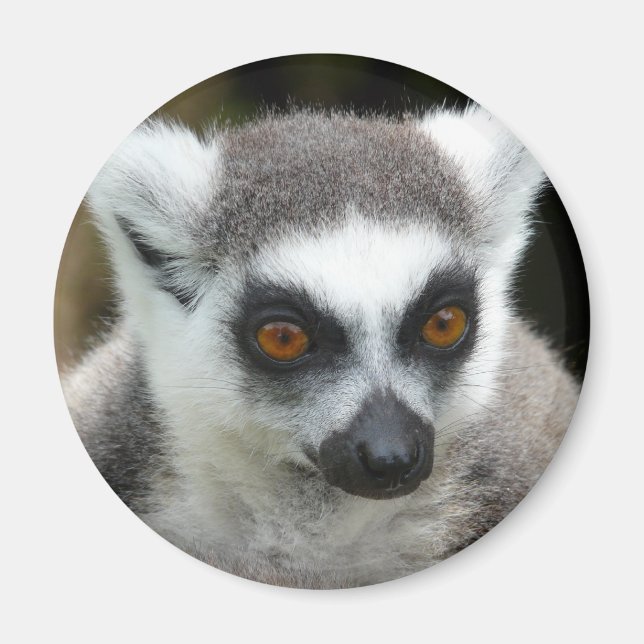 Lemur Magnet (Vorne)