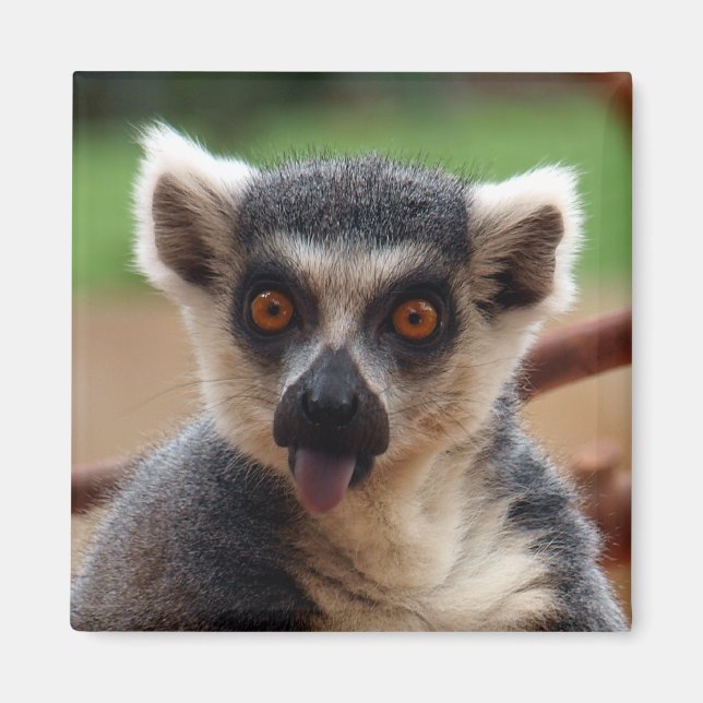 Lemur Magnet (Vorne)