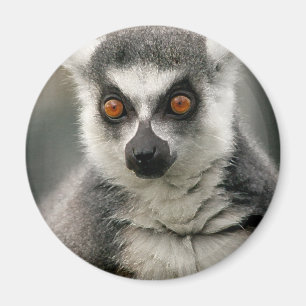 Lemur Magnet