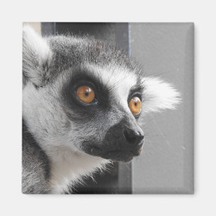 Lemur-Magnet Magnet
