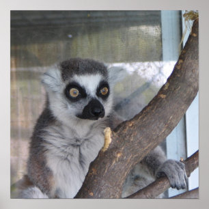 Lemur mit leuchtenden Augen Poster
