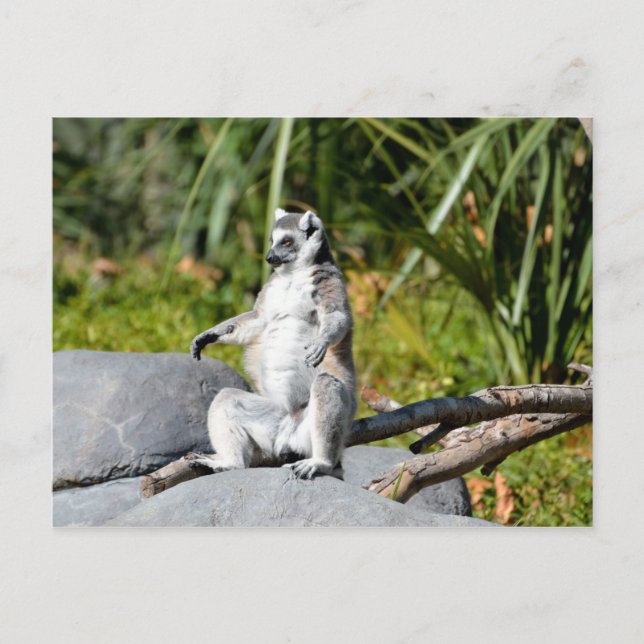 Lemur Monkey Postkarte (Vorderseite)