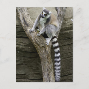 Lemur Postcard Postkarte