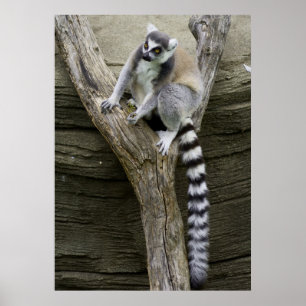 Lemur Poster