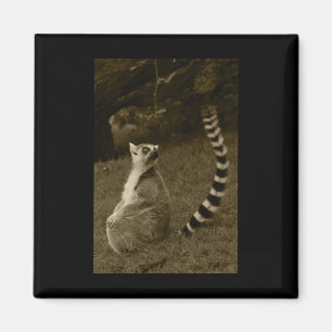 Lemur Schwanz Valencia Tint Vertical Sticker Magnet