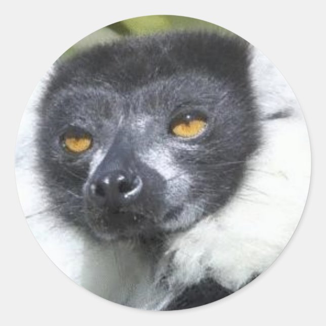 Lemur Stickers (Vorderseite)